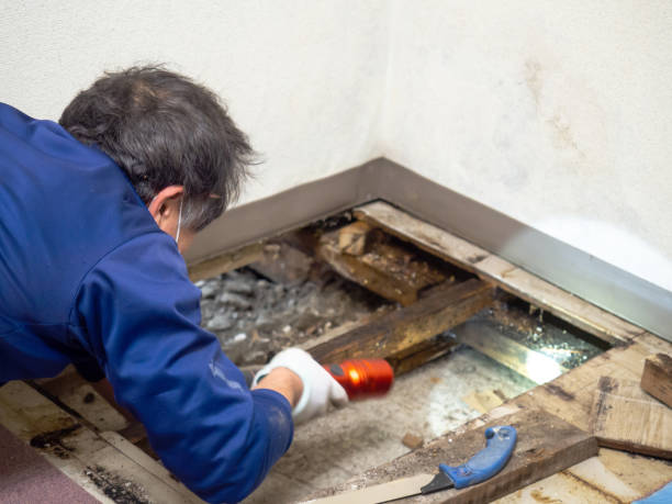 Best Professional Mold Removal  in Russellville, KY