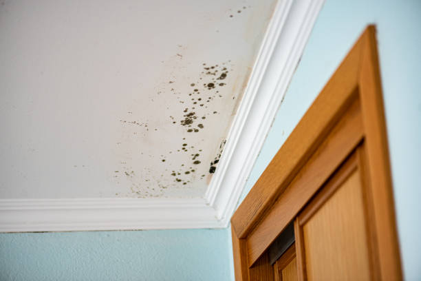 Reliable Russellville, KY Mold Removal Solutions