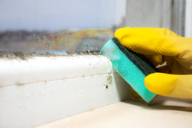 Best Black Mold Removal  in Russellville, KY
