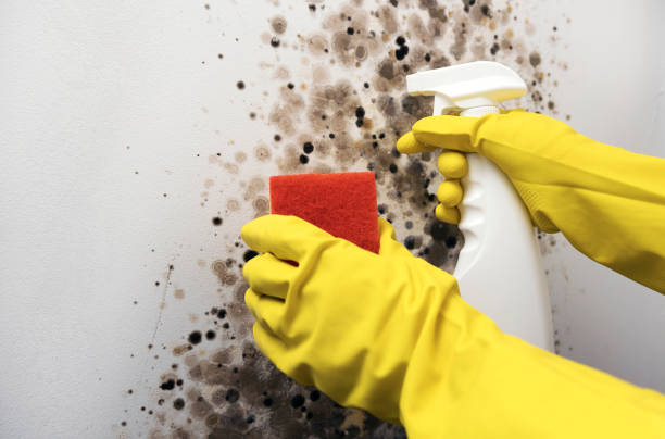 Best Same-Day Mold Removal  in Russellville, KY