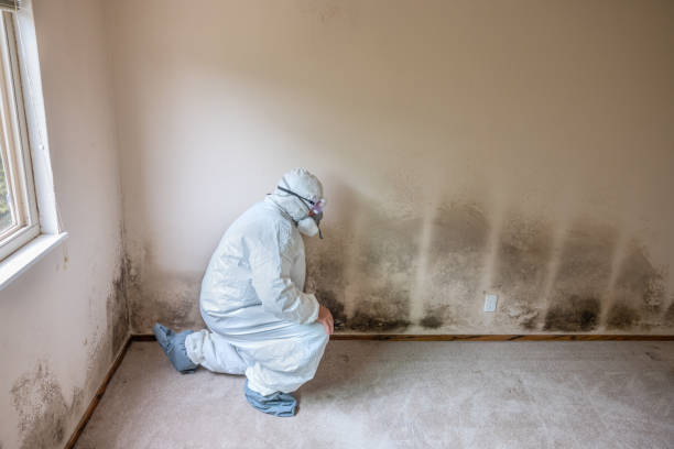Best Professional Mold Removal  in Russellville, KY