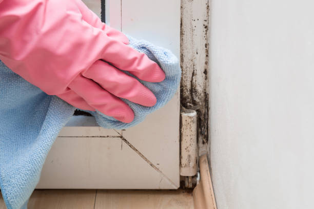 Best Fast Mold Removal  in Russellville, KY