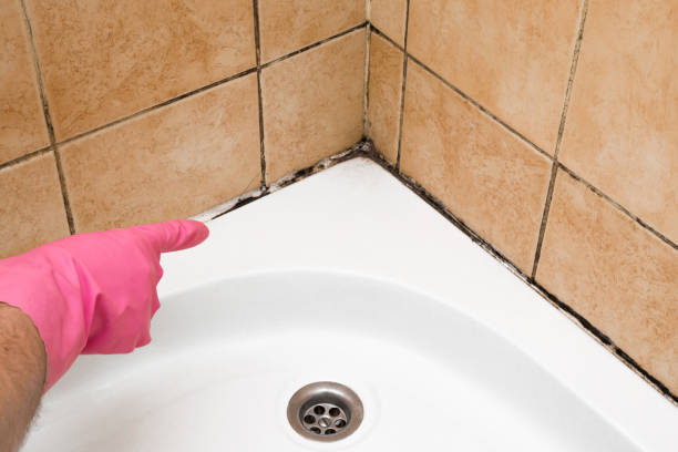 Best Attic Mold Removal  in Russellville, KY